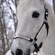 Connemara Flash Point *Himmelhest*