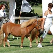 Shetlænder Ædellunds Line