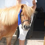 Shetlænder Ædellunds Line