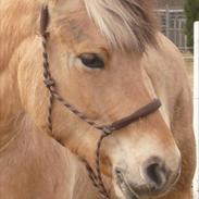 Fjordhest Kastanjegårdens Filur 