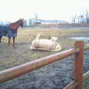 Palomino Flico. Tidl. hest