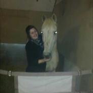 Palomino Flico. Tidl. hest