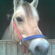 Fjordhest Ronja - Rideskolehest 