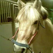 Fjordhest Ronja - Rideskolehest 