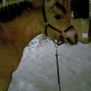 Fjordhest Ronja - Rideskolehest 