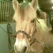 Fjordhest Ronja - Rideskolehest 