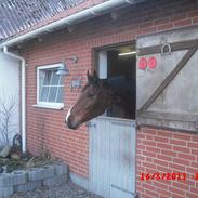 Dansk Varmblod Calibro