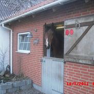 Dansk Varmblod Calibro