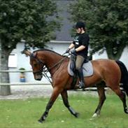 Oldenborg Classic Carismo