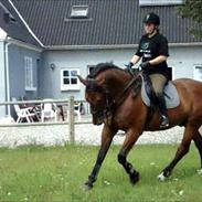 Oldenborg Classic Carismo