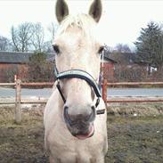 Palomino Flico. Tidl. hest