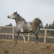 Arabisk fuldblod (OX) Troja ox 4385