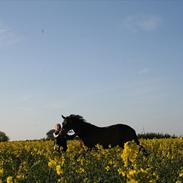 Trakehner Sato San Skovmosegaard