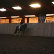 Trakehner Sato San Skovmosegaard