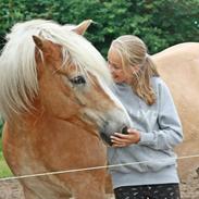 Haflinger Waldy