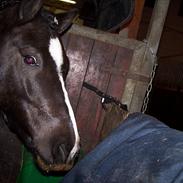 Anden særlig race Zafir