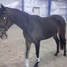 Fuldblod (XX) Cane Sugar xx