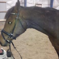 Fuldblod (XX) Cane Sugar xx