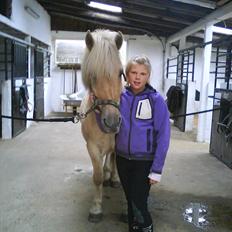 Fjordhest Kasper "halvpart"