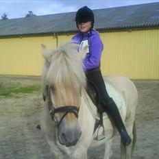 Fjordhest Kasper "halvpart"