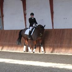 Dansk Varmblod Viekjærsvangs Mae West