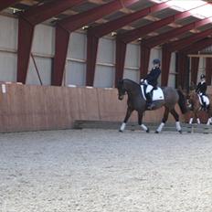 Dansk Varmblod Viekjærsvangs Mae West