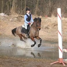 Connemara Camellia B-pony