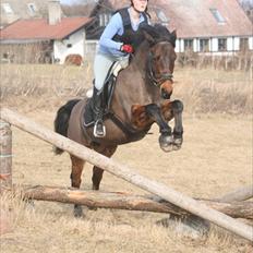 Connemara Camellia B-pony