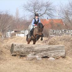 Connemara Camellia B-pony