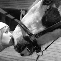 Irish Cob Storm Vinds Thor