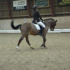 Tysk Sportspony Magic B-pony