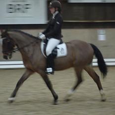 Tysk Sportspony Magic B-pony