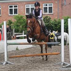 Belgisk Sportspony Icara <3