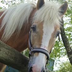 Haflinger mustang(rideskolehest)