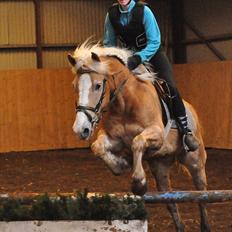 Haflinger mustang(rideskolehest)