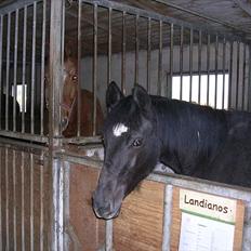 Dansk Varmblod Landianos-ø