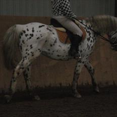 Knabstrupper brisco himmelhest <3