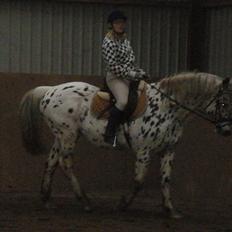 Knabstrupper brisco himmelhest <3