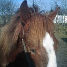 Anden særlig race Prins