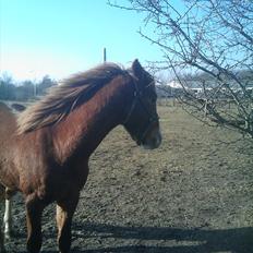 Anden særlig race Prins