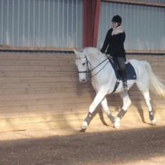 Hollandsk Varmblod Risto, har ham ikk mere.