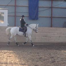 Hollandsk Varmblod Risto, har ham ikk mere.