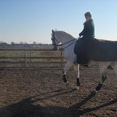 Hollandsk Varmblod Risto, har ham ikk mere.