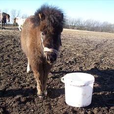Anden særlig race lulle