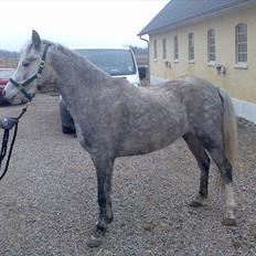 Welsh Partbred (Sec F) Klintholms Miss Shania