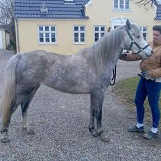 Welsh Partbred (Sec F) Klintholms Miss Shania