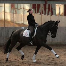 Dansk Varmblod Schnell Eleven