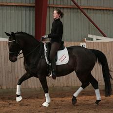 Dansk Varmblod Schnell Eleven