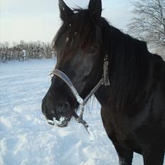 Anden særlig race Thalamus
