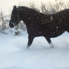 Anden særlig race Thalamus